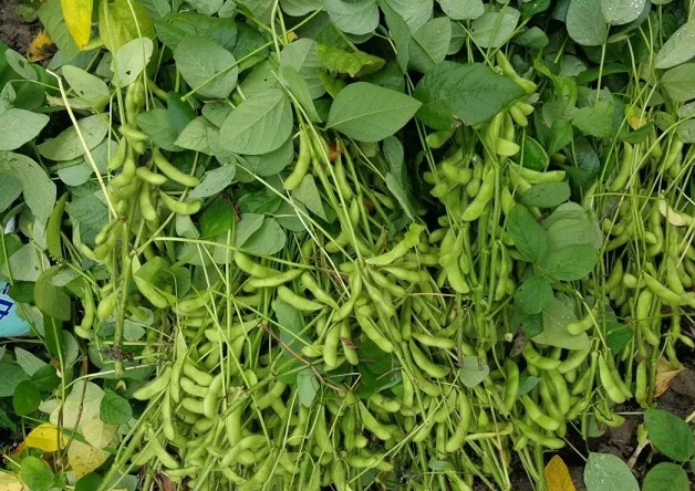 大豆能防止脂秃吗？