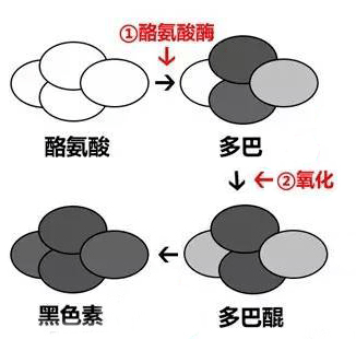 浅谈酪氨酸和白发